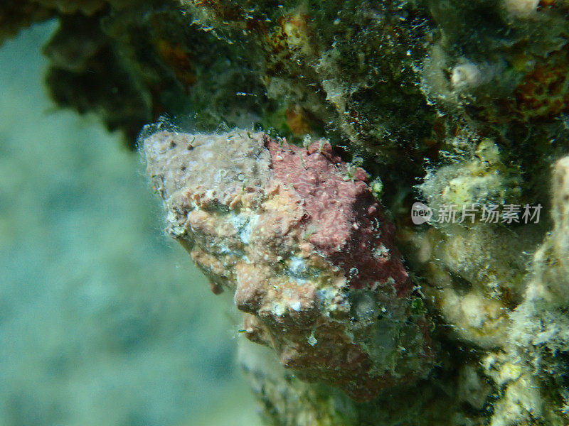 红海海底的海蜗牛多刺的角(Cerithium echinatum)